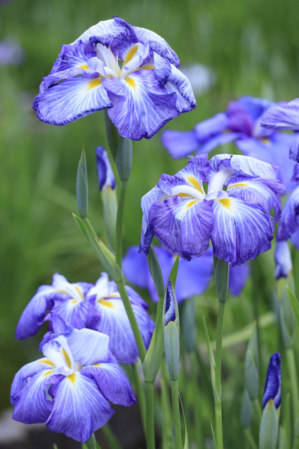 堀切菖蒲園の花菖蒲