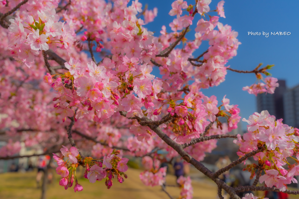 旧中川の河津桜1