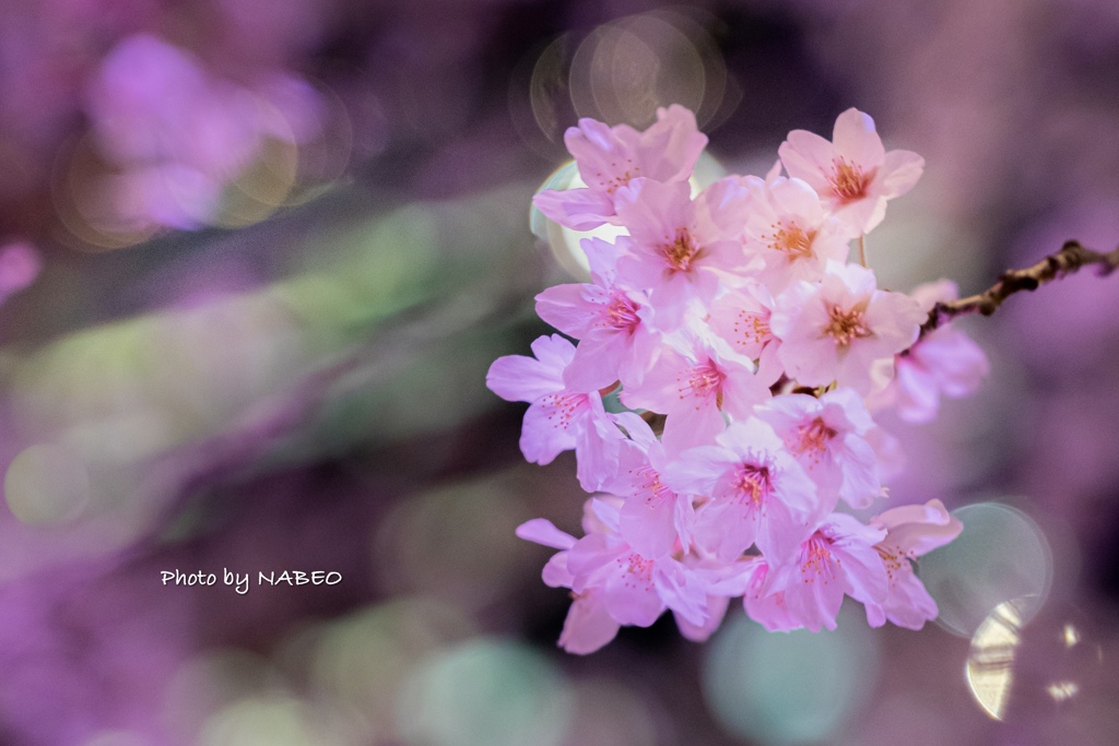 夜桜@六本木