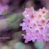 夜桜@六本木