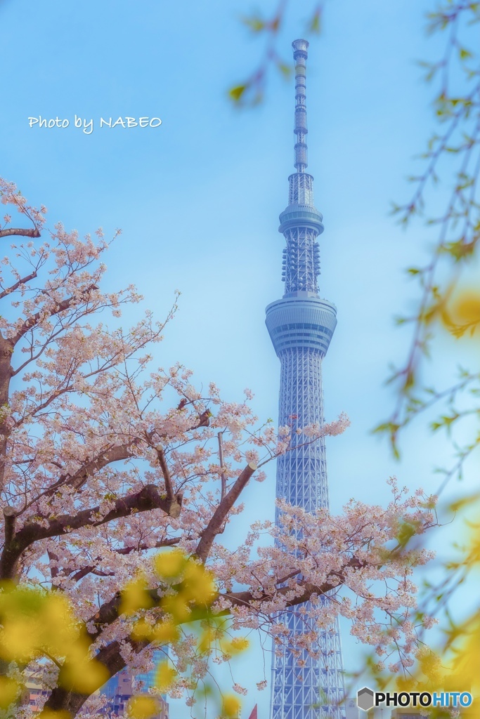 隅田公園にて