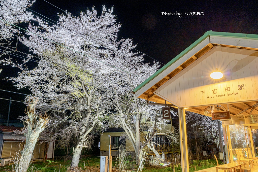 下吉田駅の夜桜