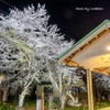 下吉田駅の夜桜