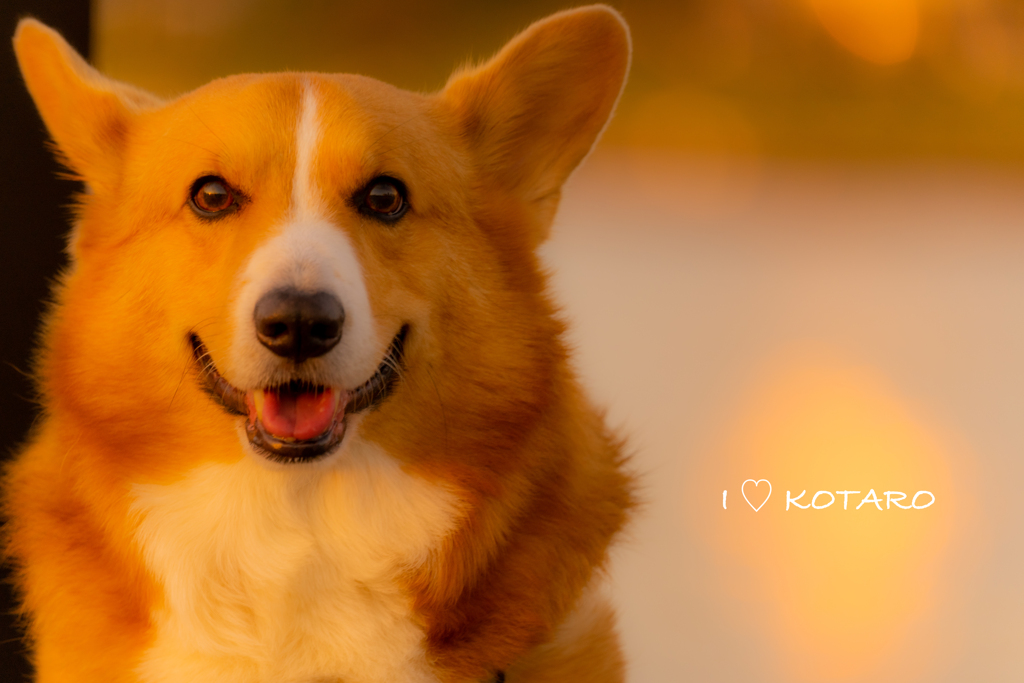 愛犬コタロー