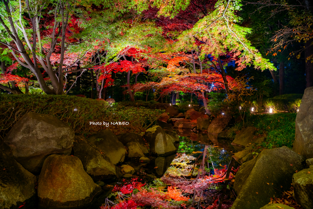 大田黒公園紅葉ライトアップ④