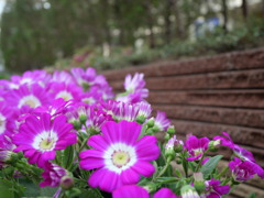 足元を飾る花