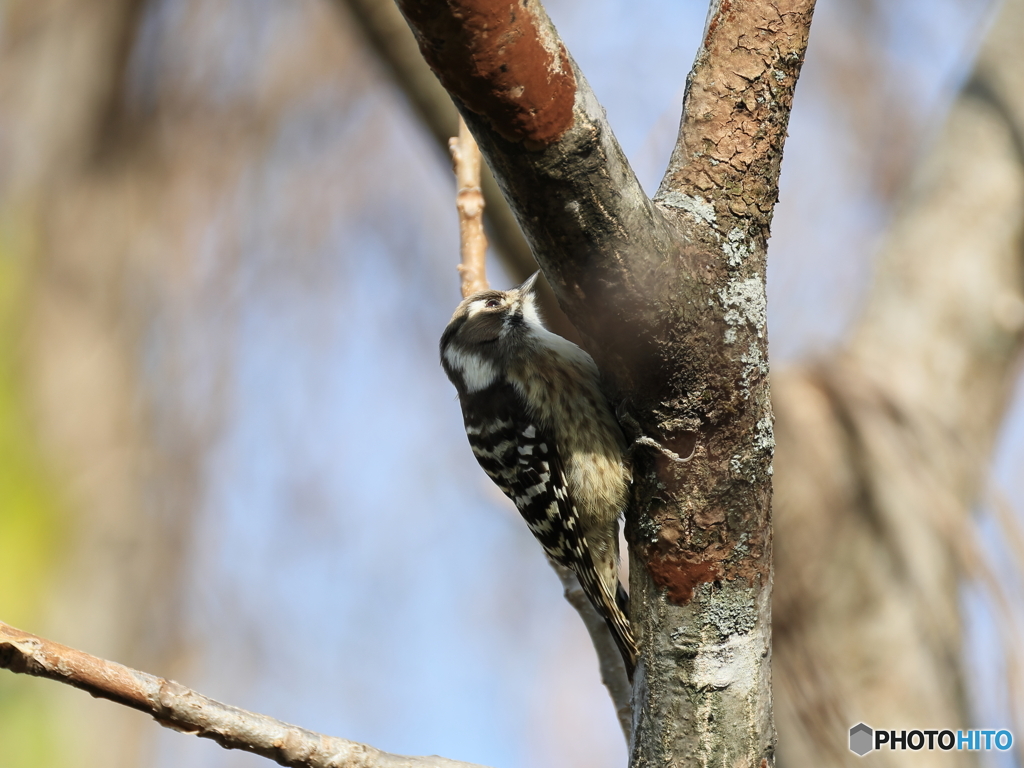 日々探鳥 コゲラも来てくれた