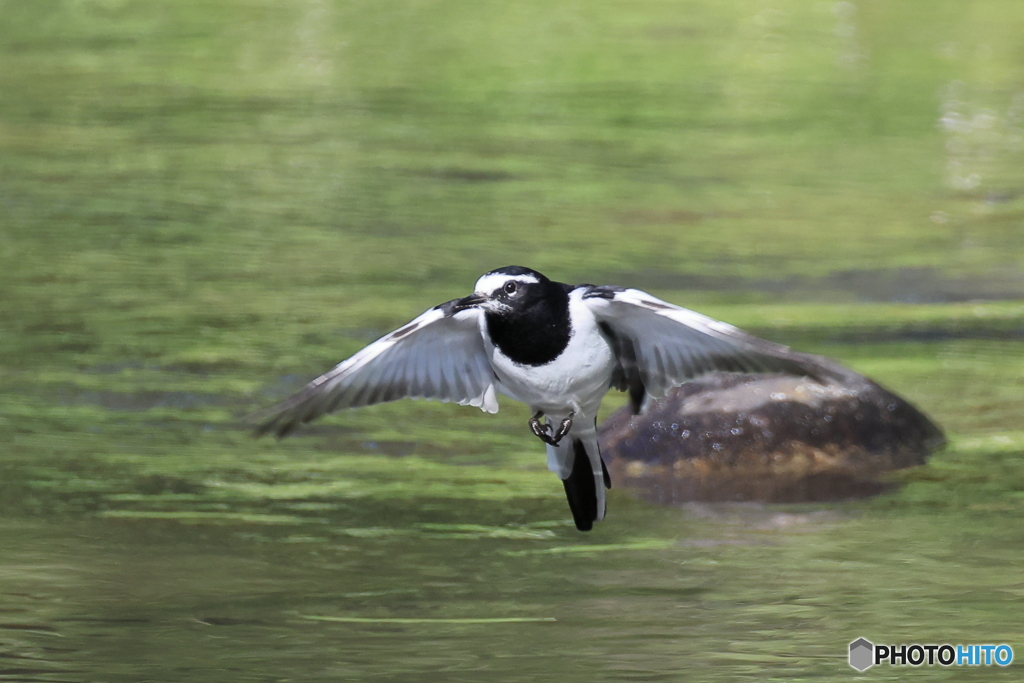 日々探鳥 こっちにおいでセグロ