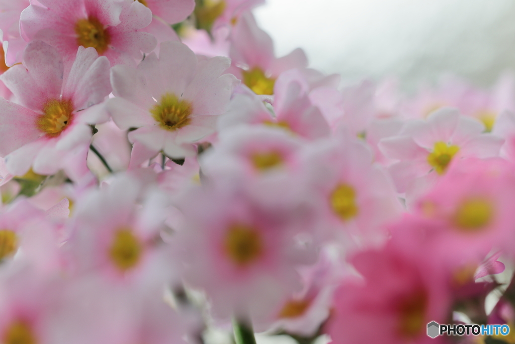 花散策 桜草がいっぱい