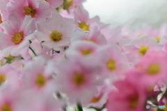 花散策 桜草がいっぱい