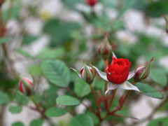庭の花 赤いミニバラ