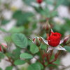 庭の花 赤いミニバラ