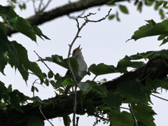 日々探鳥 最後の囀り