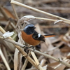 日々探鳥 ジョビオ 振り向き