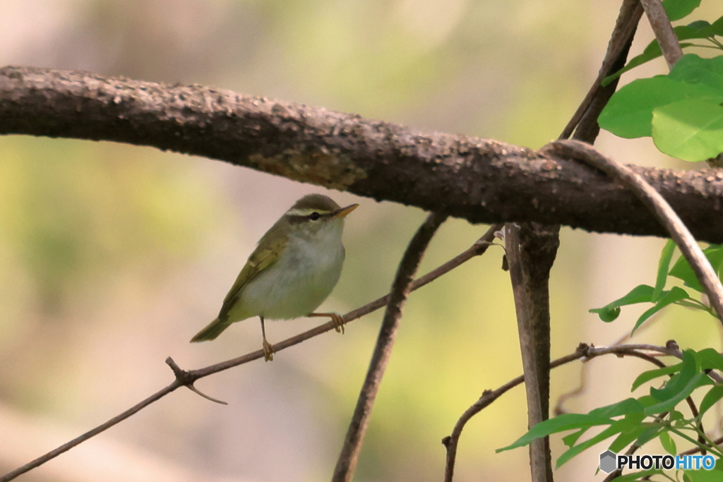 ヤブサメ･･･？