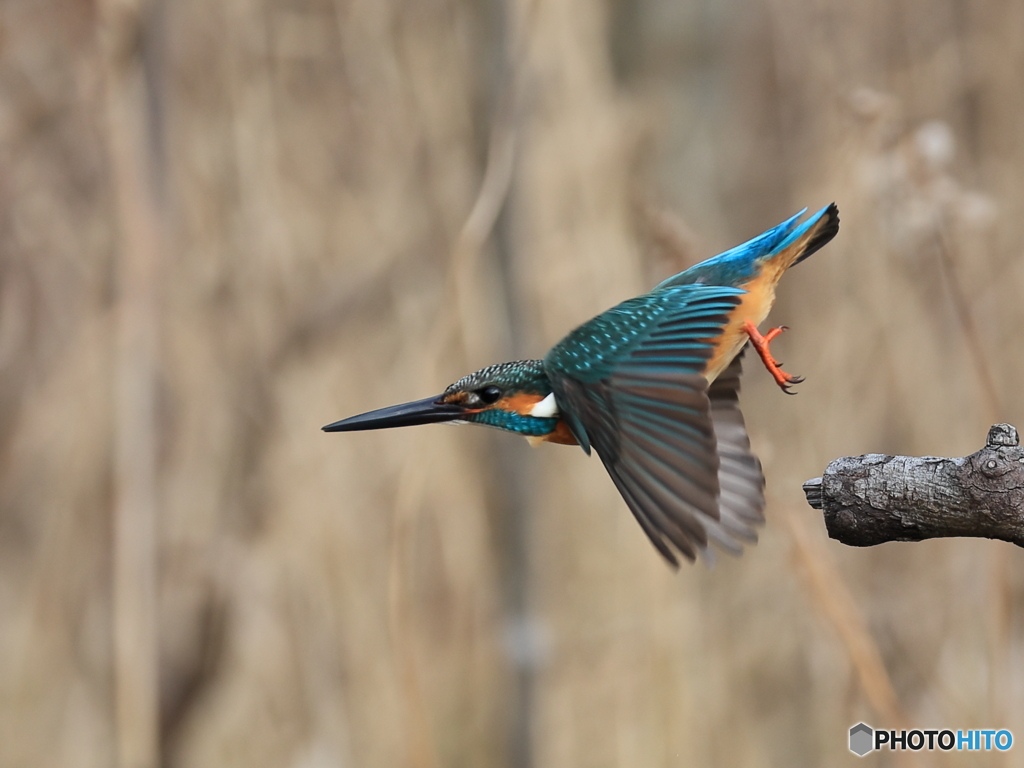 今日のカワセミ 飛び出し③