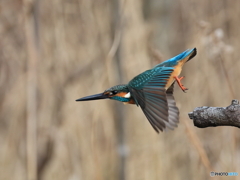 今日のカワセミ 飛び出し③