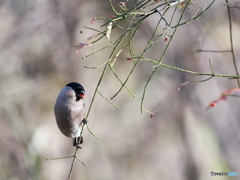 日々探鳥 美味しいよ ウソ♀