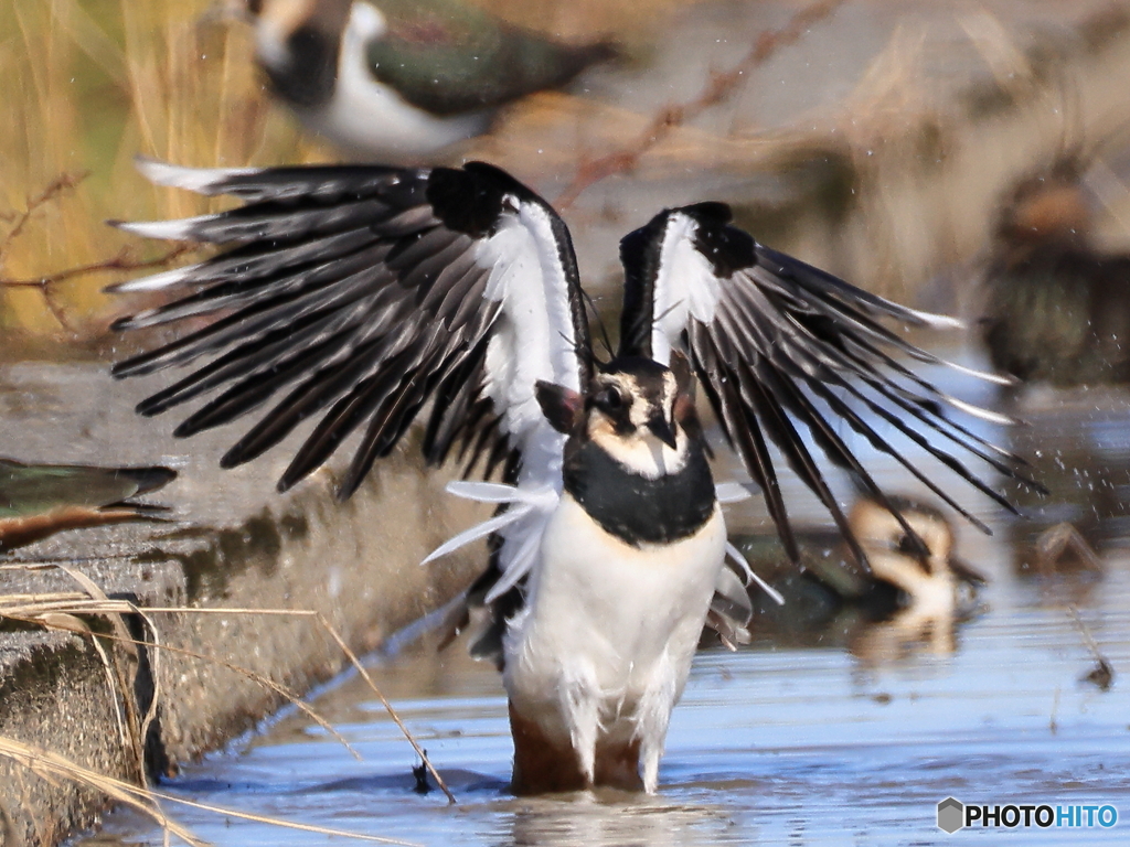 タゲリ百選 これはどう？