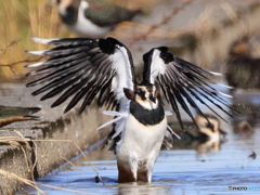 タゲリ百選 これはどう？