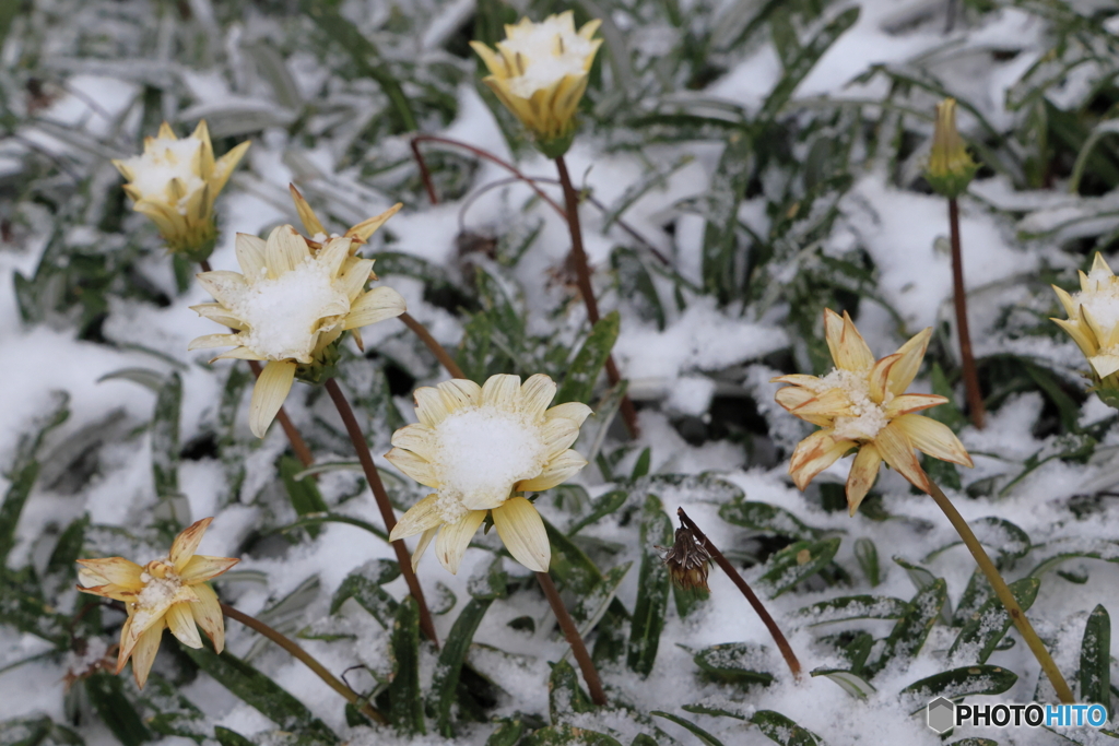 雪の朝散策 今までありがとうガザニア
