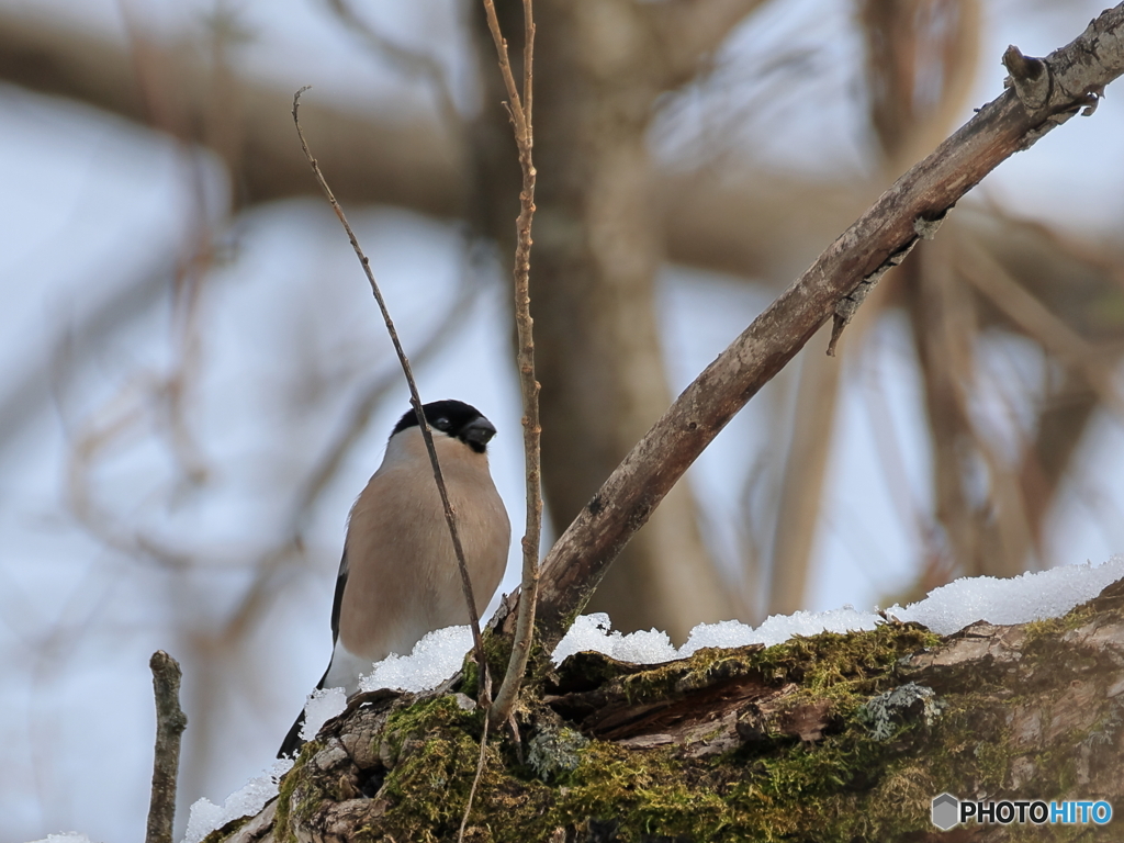 日々探鳥 混群の最後に雪のウソ
