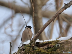 日々探鳥 混群の最後に雪のウソ