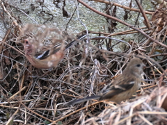 日々探鳥 ベニマシコ♂♀さようなら