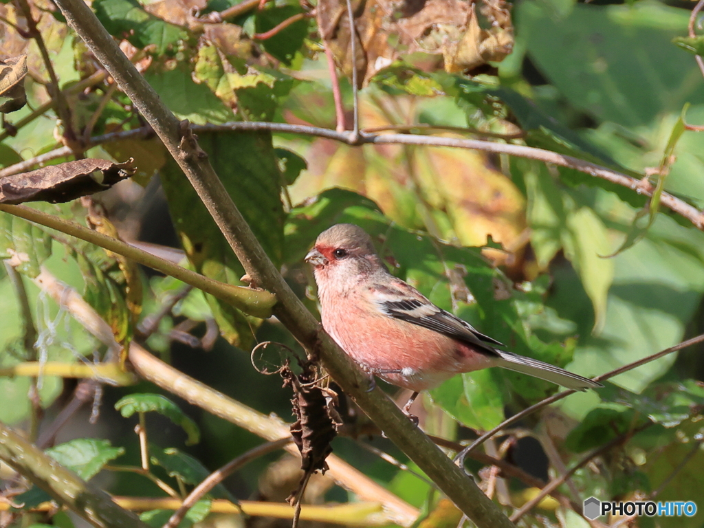 日々探鳥 初ベニマシコ１０選 あれ、どこ行ったのかな？