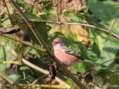 日々探鳥 初ベニマシコ１０選 あれ、どこ行ったのかな？