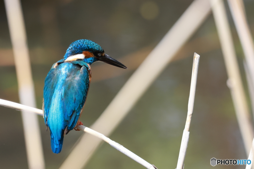 背中も見てよ！カワセミ