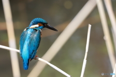 背中も見てよ！カワセミ