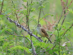 日々探鳥 目が合ったね コヨシキリ