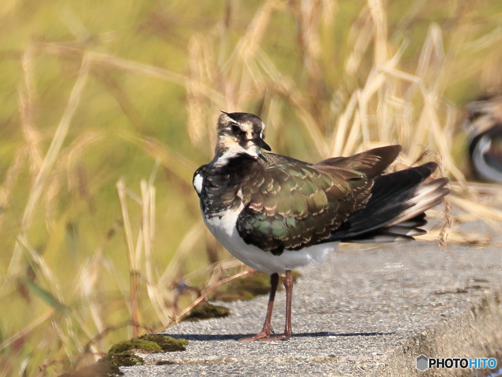 タゲリ百選 スッキリした！！