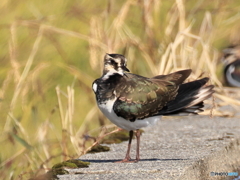タゲリ百選 スッキリした！！