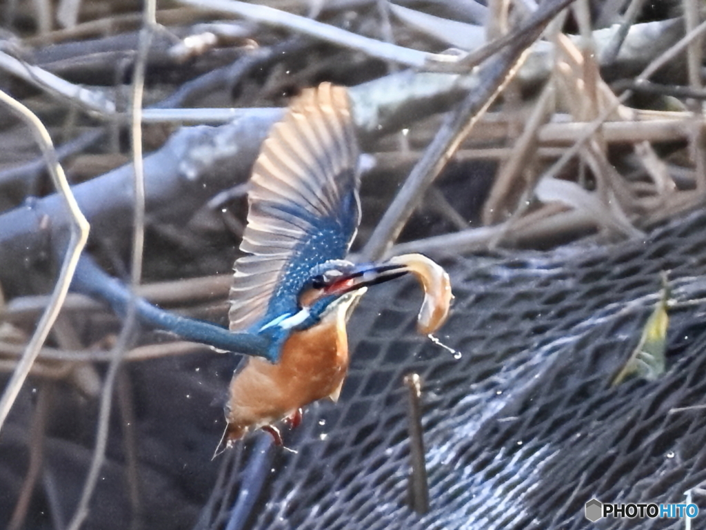 今日のカワセミ 悪戦苦闘②落とさない様にね！