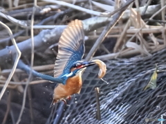 今日のカワセミ 悪戦苦闘②落とさない様にね！