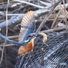今日のカワセミ 悪戦苦闘②落とさない様にね！