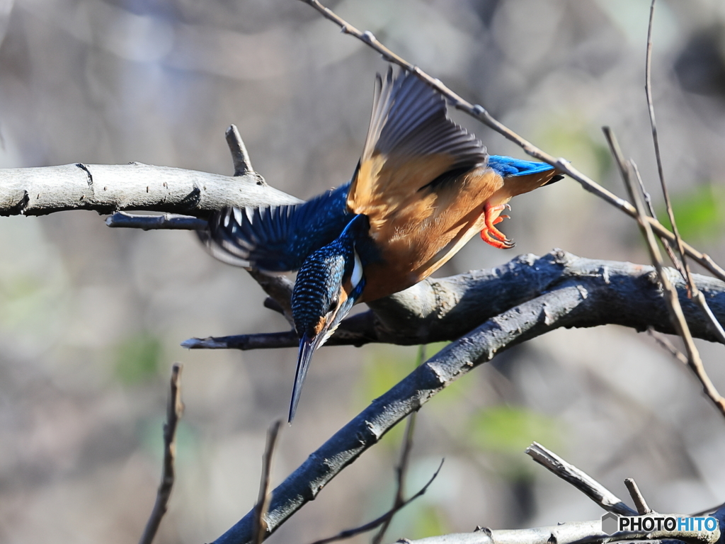 今日のカワセミ 飛び出し②