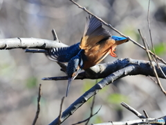 今日のカワセミ 飛び出し②