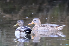 日々探鳥 お友達 マガモ