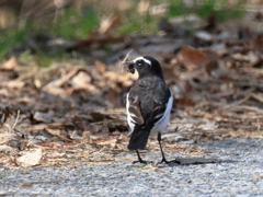 日々探鳥 あれ？いつものセキレイではないの