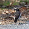 日々探鳥 あれ？いつものセキレイではないの