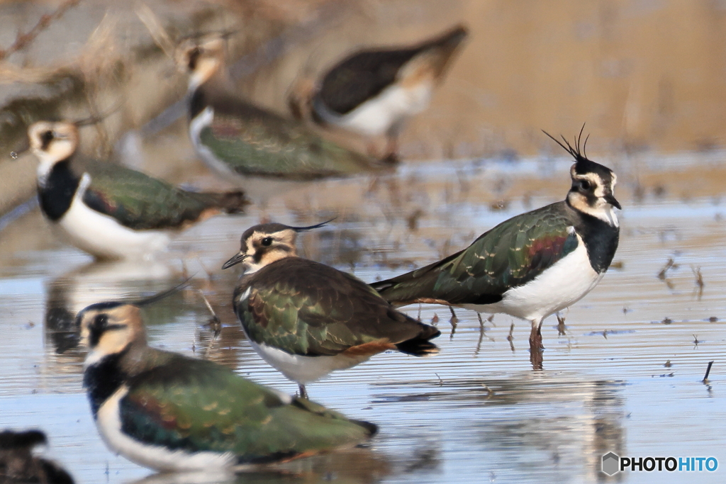 タゲリ百選 私の冠羽を見て！