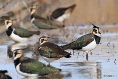タゲリ百選 私の冠羽を見て！