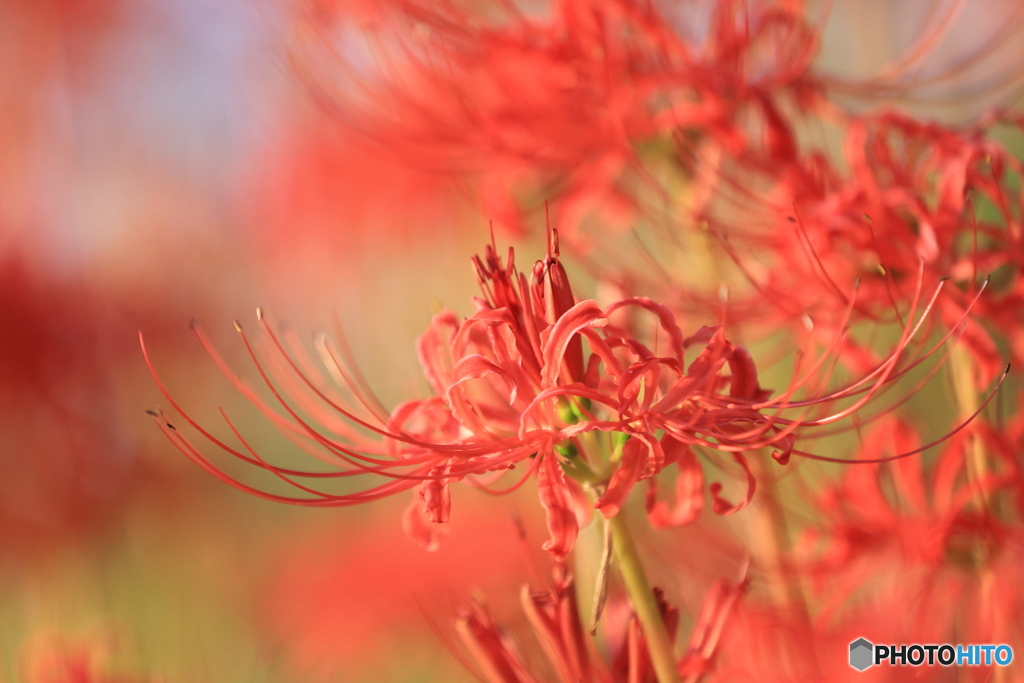 花散策 赤の世界