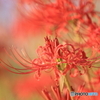 花散策 赤の世界