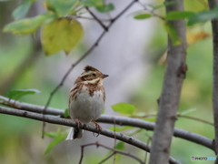 日々探鳥 秋模様に馴染むカシラダカ
