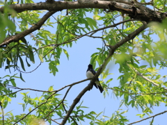 日々探鳥 オオルリ♂⑤