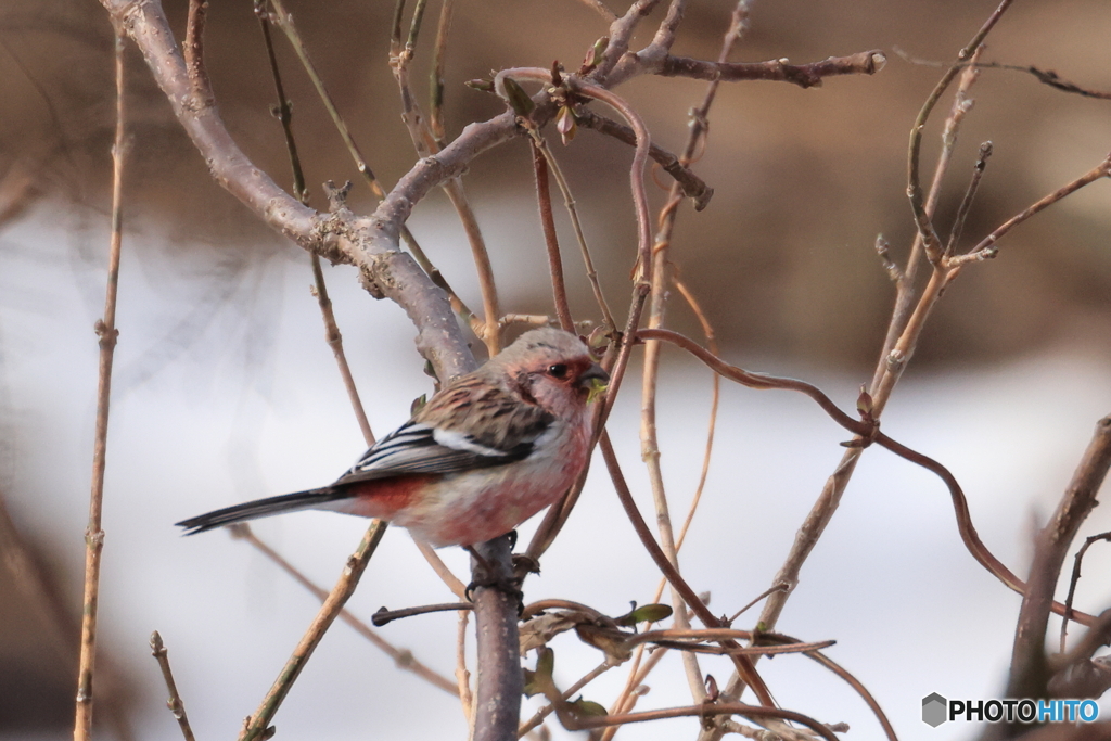 なごり惜しむベニマシコ